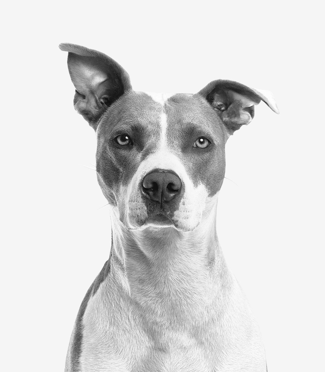 Best Ways To Keep Your Dog Lean & Healthy!