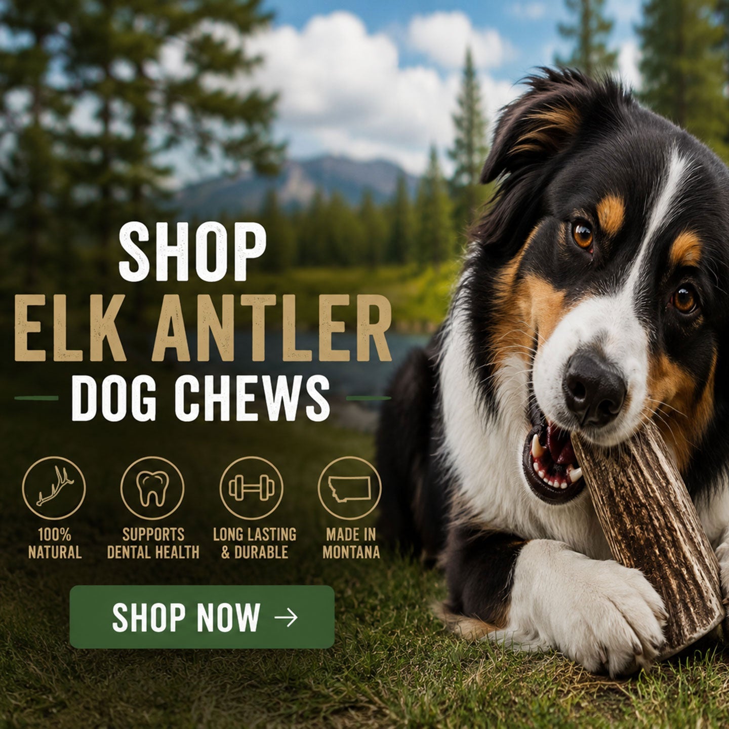 Elk Antler Chews
