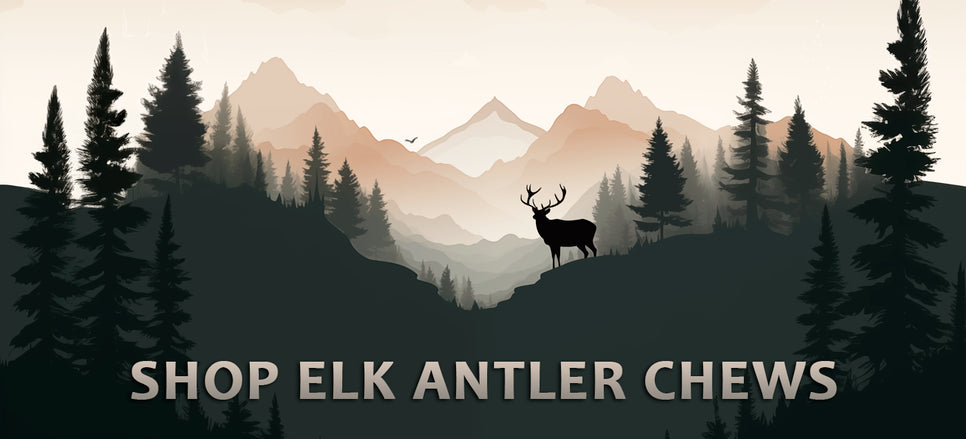 Shop Elk Antler Dog Chews